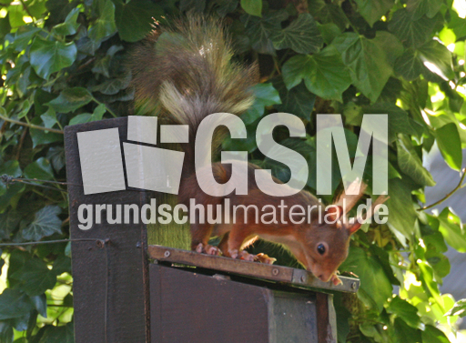 Eichhörnchen-weisser-Streifen_3889.jpg